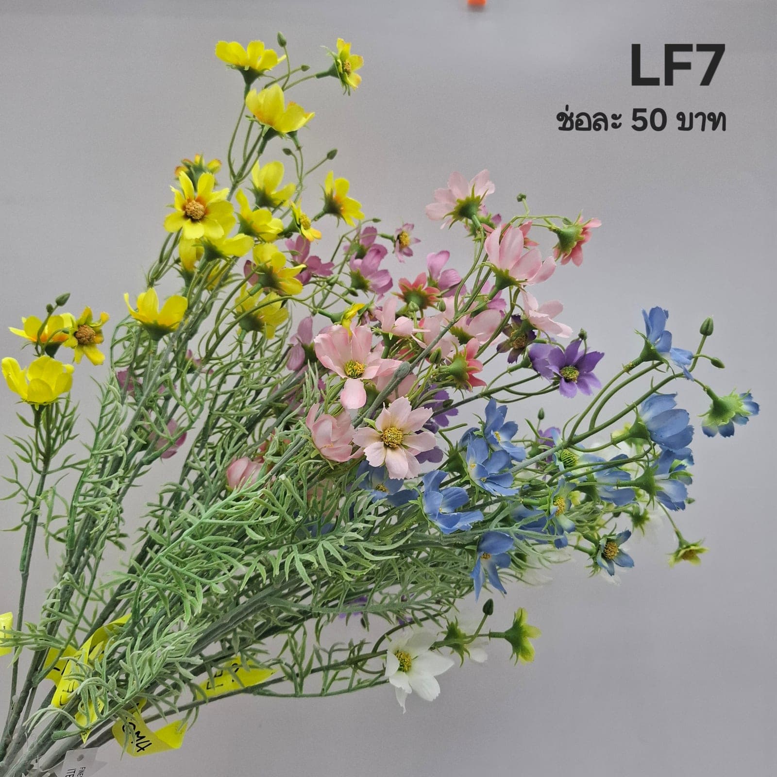 คอสมอสสเปรย์ (LF07), คอสมอส — กลีบบางและก้านสูง โบกตามลมให้อารมณ์ทุ่งหญ้า
