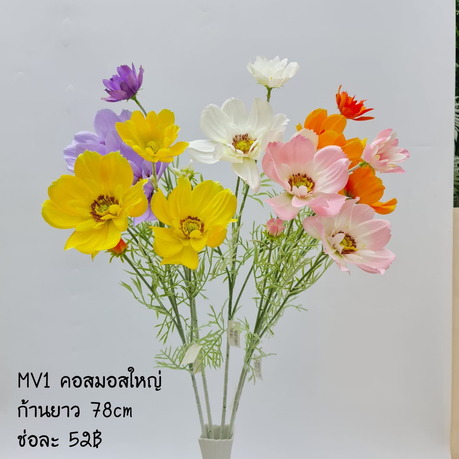 คอสมอส (MV1), คอสมอส — กลีบบางและก้านสูง โบกตามลมให้อารมณ์ทุ่งหญ้า