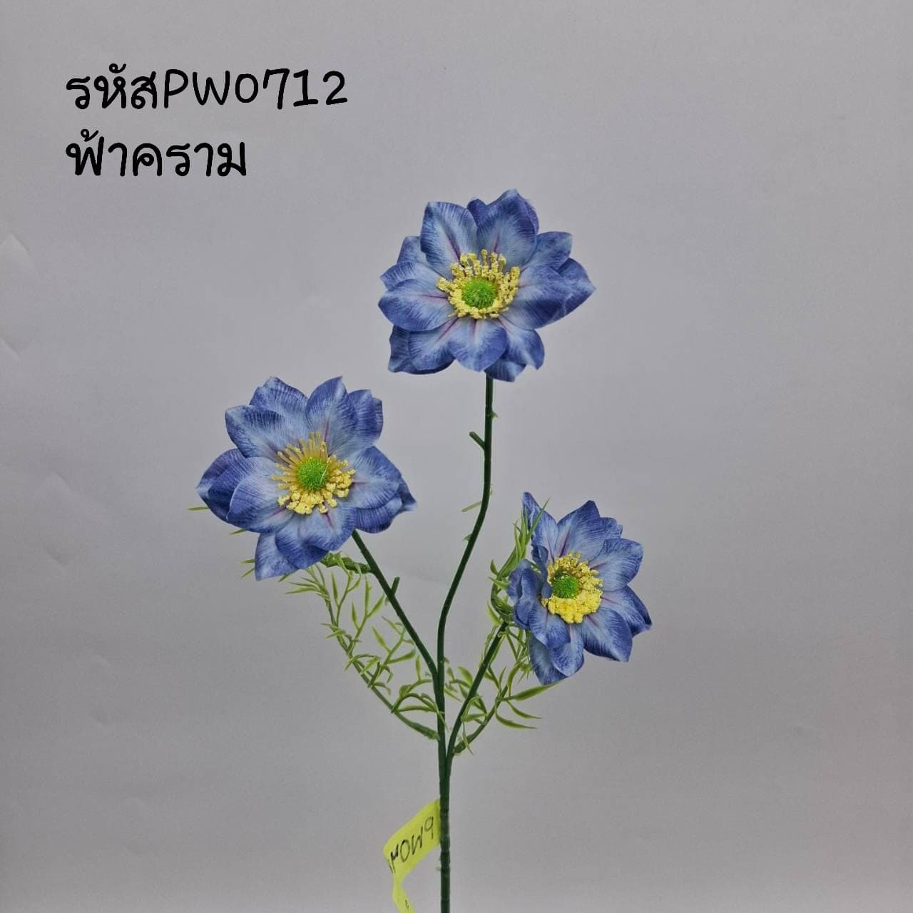 ไวล์ดคอสมอส (PW07), คอสมอส — กลีบบางและก้านสูง โบกตามลมให้อารมณ์ทุ่งหญ้า