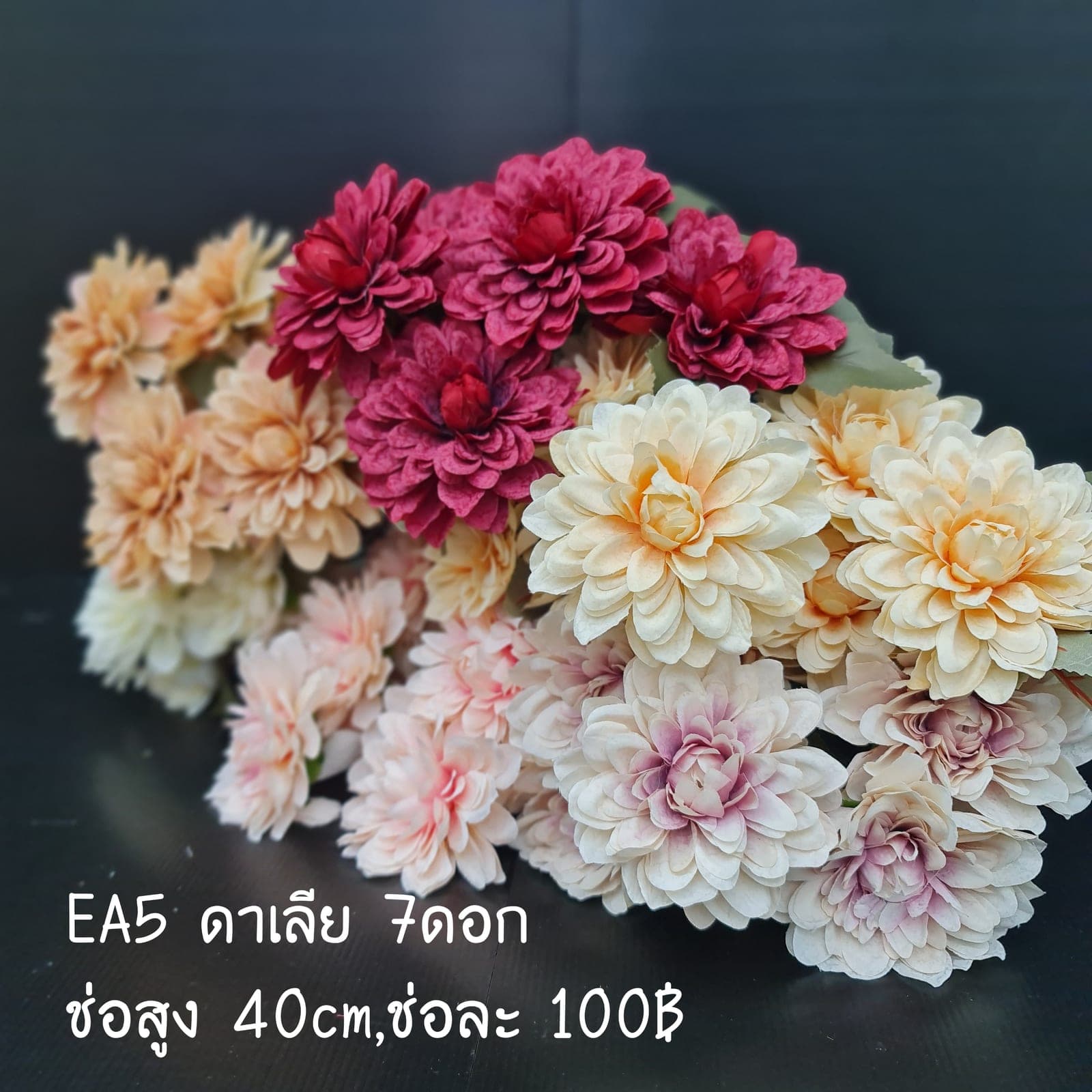 ดาเลีย 7ดอก (EA5), ดาเลีย 7 ดอก — ดอกฟอร์มแน่น ทรงกลมเต็มดอก สีไล่ตามชั้นกลีบ