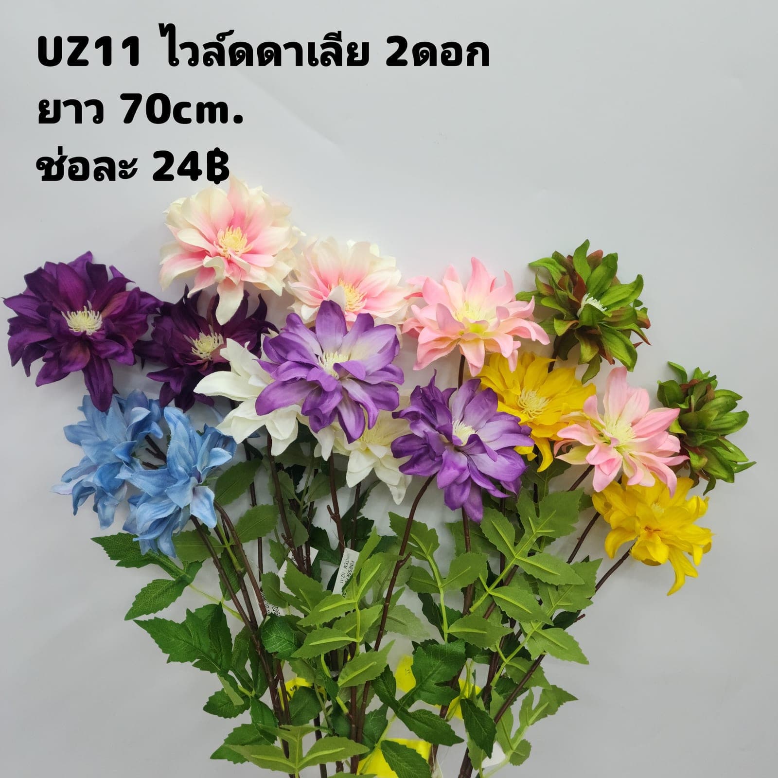 ไวล์ดดาเลีย (UZ11), ดาเลีย — ดอกฟอร์มแน่น ทรงกลมเต็มดอก สีไล่ตามชั้นกลีบ
