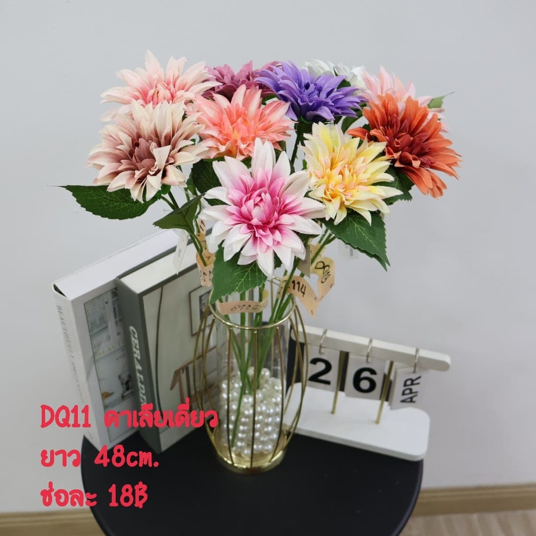ดาเลียเดี่ยว (VQ11), ก้านเดี่ยวดาเลีย — ดอกฟอร์มแน่น ทรงกลมเต็มดอก สีไล่ตามชั้นกลีบ