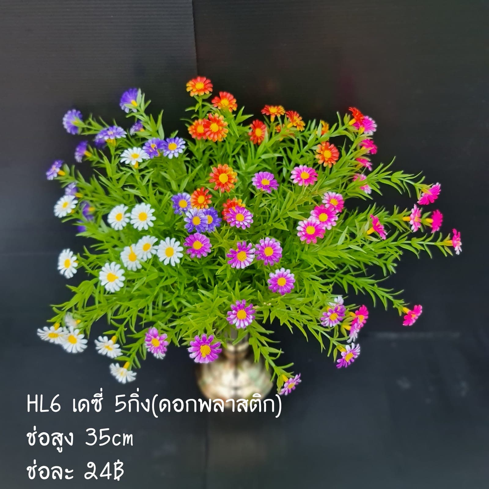 เดซี่ (HL6), Daisy — fine white petals around a yellow eye for an unfussy, friendly bloom.