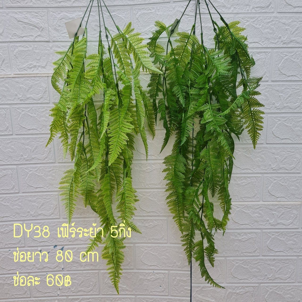 เฟิร์นระย้า (DY38), เฟิร์น — ใบบางและขอบหยัก ให้พื้นผิวพลิ้วและร่ม