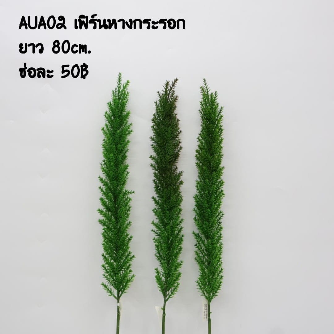 เฟิร์นหางกระรอก (AUA02), เฟิร์น — ก้านยาวพร้อมใบย่อยทอดตัวยาว เหมาะสำหรับการห่ม