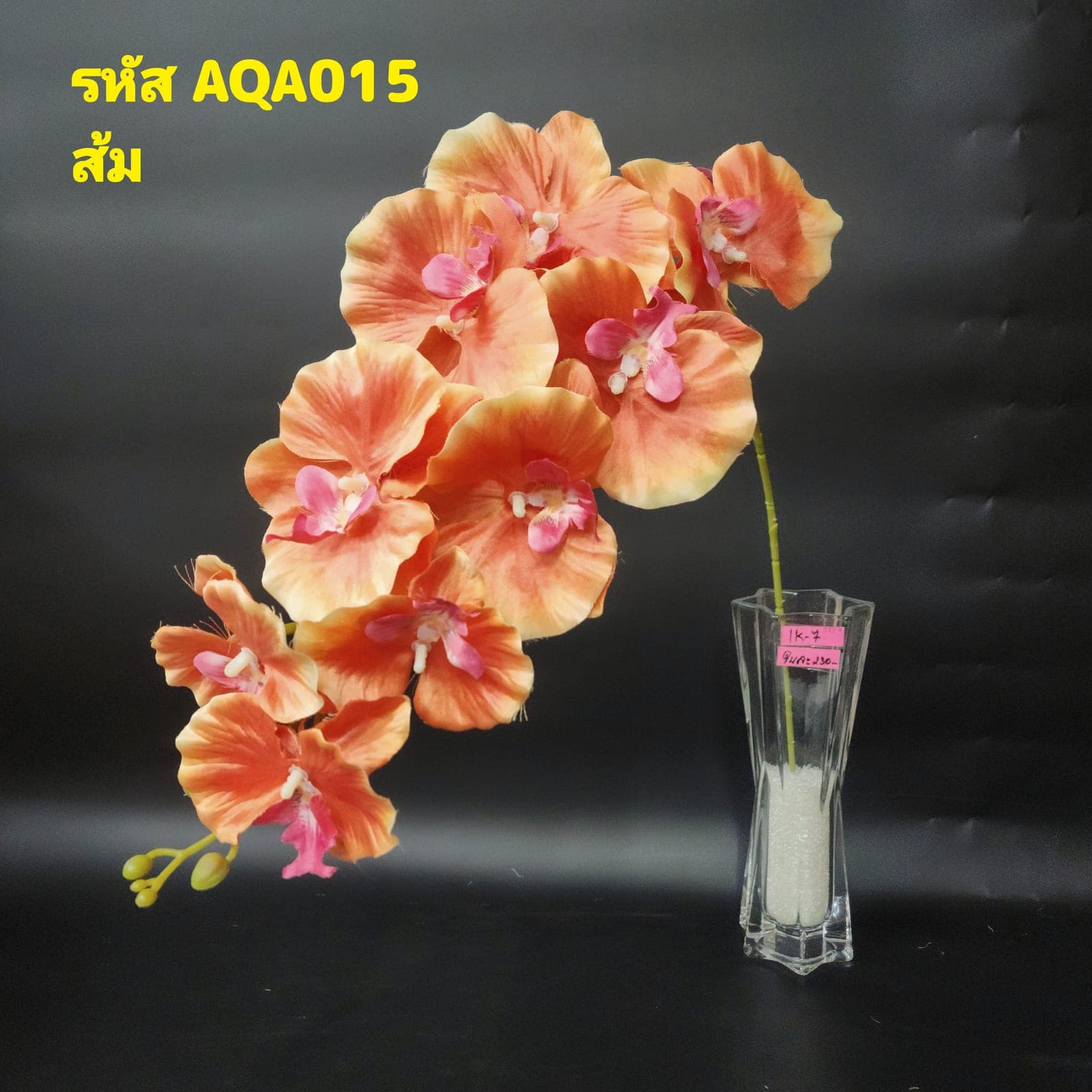 ฟาแลนด์ผีเสื้อ 9ดอก (AQA1), Phalaenopsis orchid (9 blooms) — a long, swaying stem with evenly spaced flowers from base to tip.