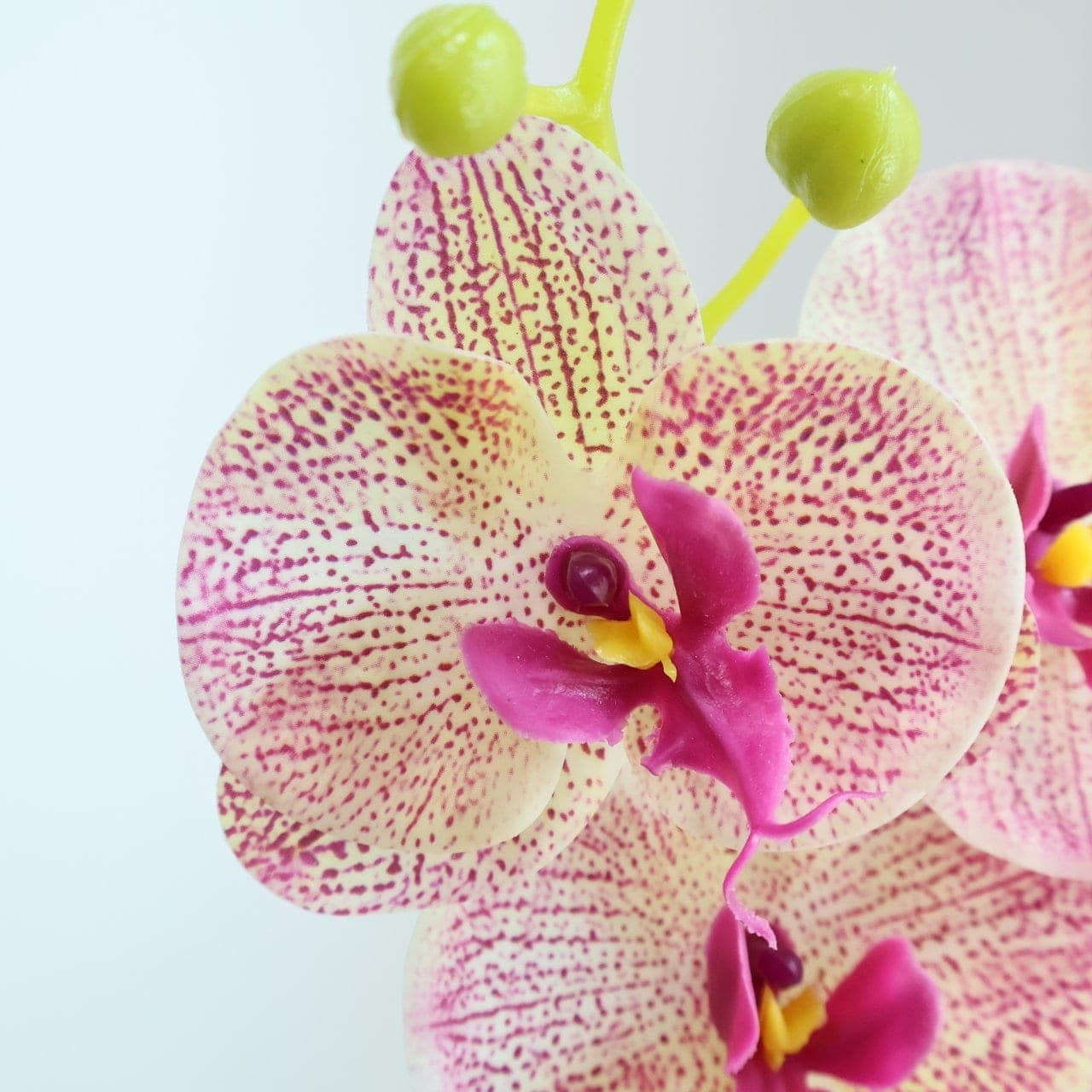 ฟาแลนด์ (LE5), Phalaenopsis orchid — blooms strung along an arched stem for architectural balance.