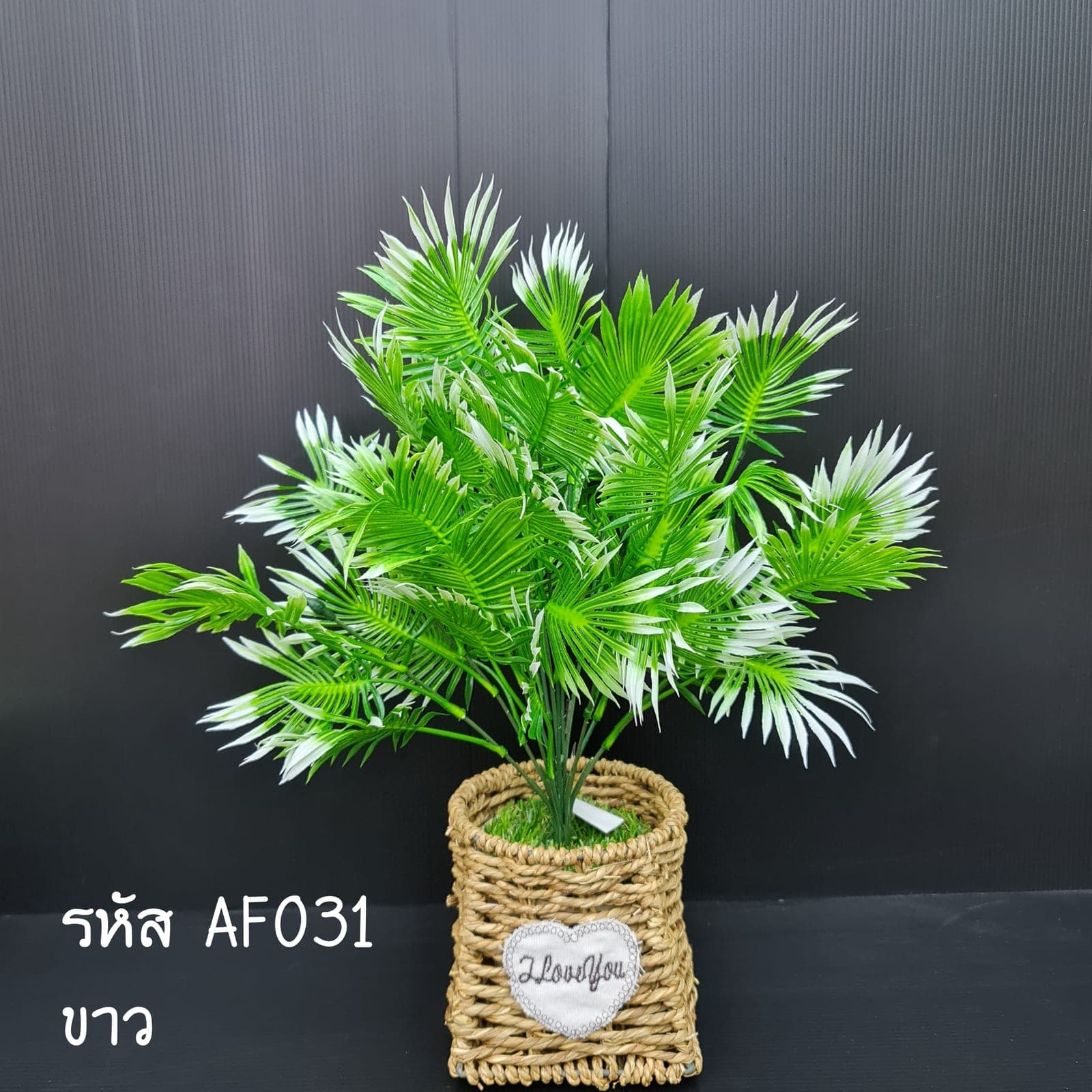 ปล์ามกลม (AF3), Potted houseplant — a fully formed plant ready to drop into a planter or sit in a corner.
