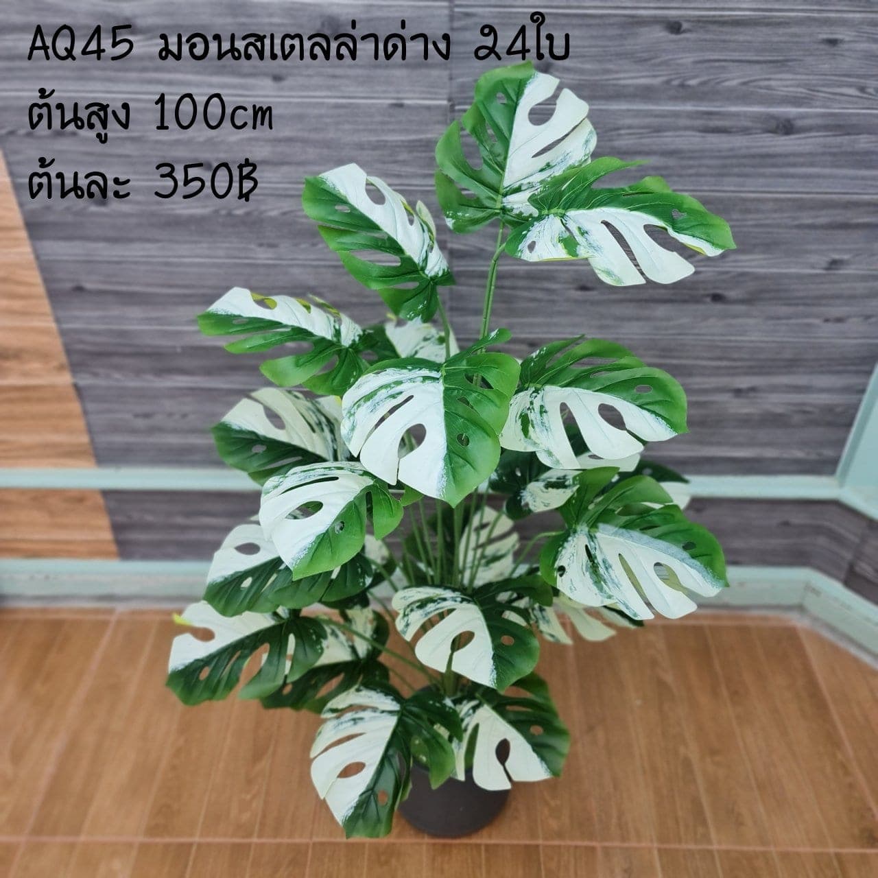 มอนสเตลล่าด่าง 24ใบ (AQ45), ใบไม้ 24 ใบ — ใบให้น้ำหนักและพื้นผิว เหมาะสำหรับห่มขอบแจกัน