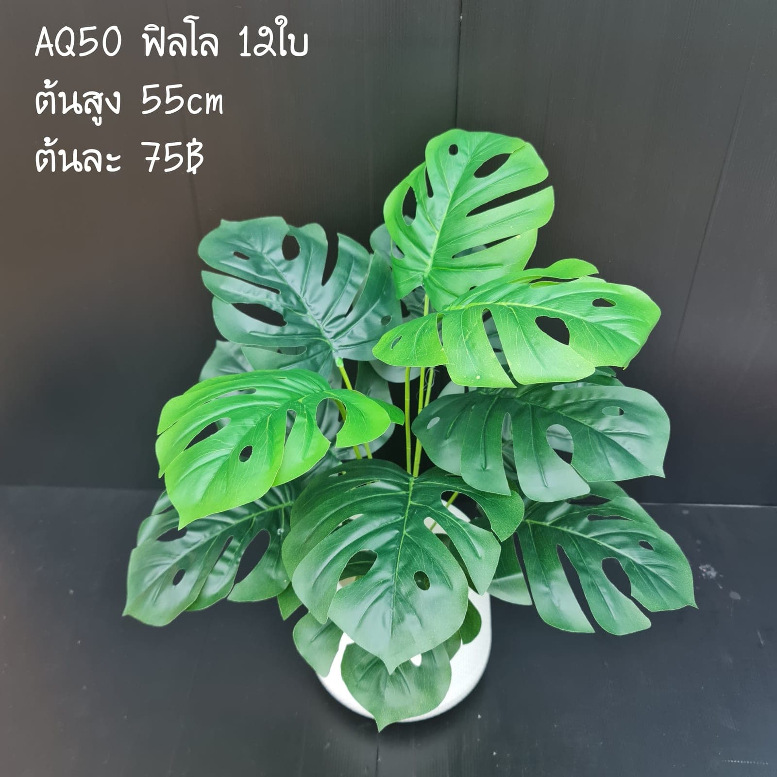 ฟิลโล (AQ50), ต้นไม้กระถาง — ฟอร์มสมบูรณ์พร้อมจัดวางในกระถางหรือมุมห้อง
