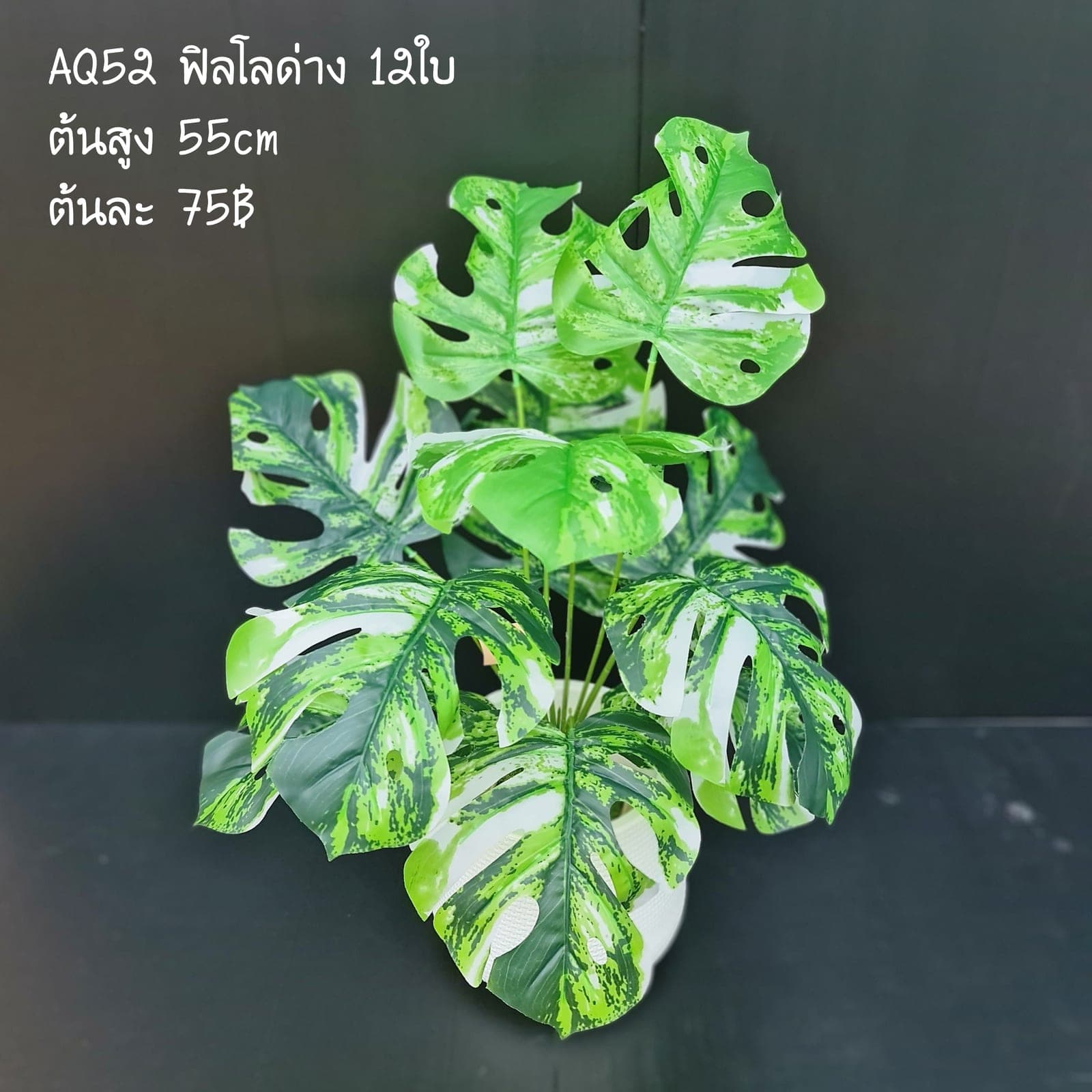 ฟิลโลด่าง (AQ52), Potted houseplant — a fully formed plant ready to drop into a planter or sit in a corner.