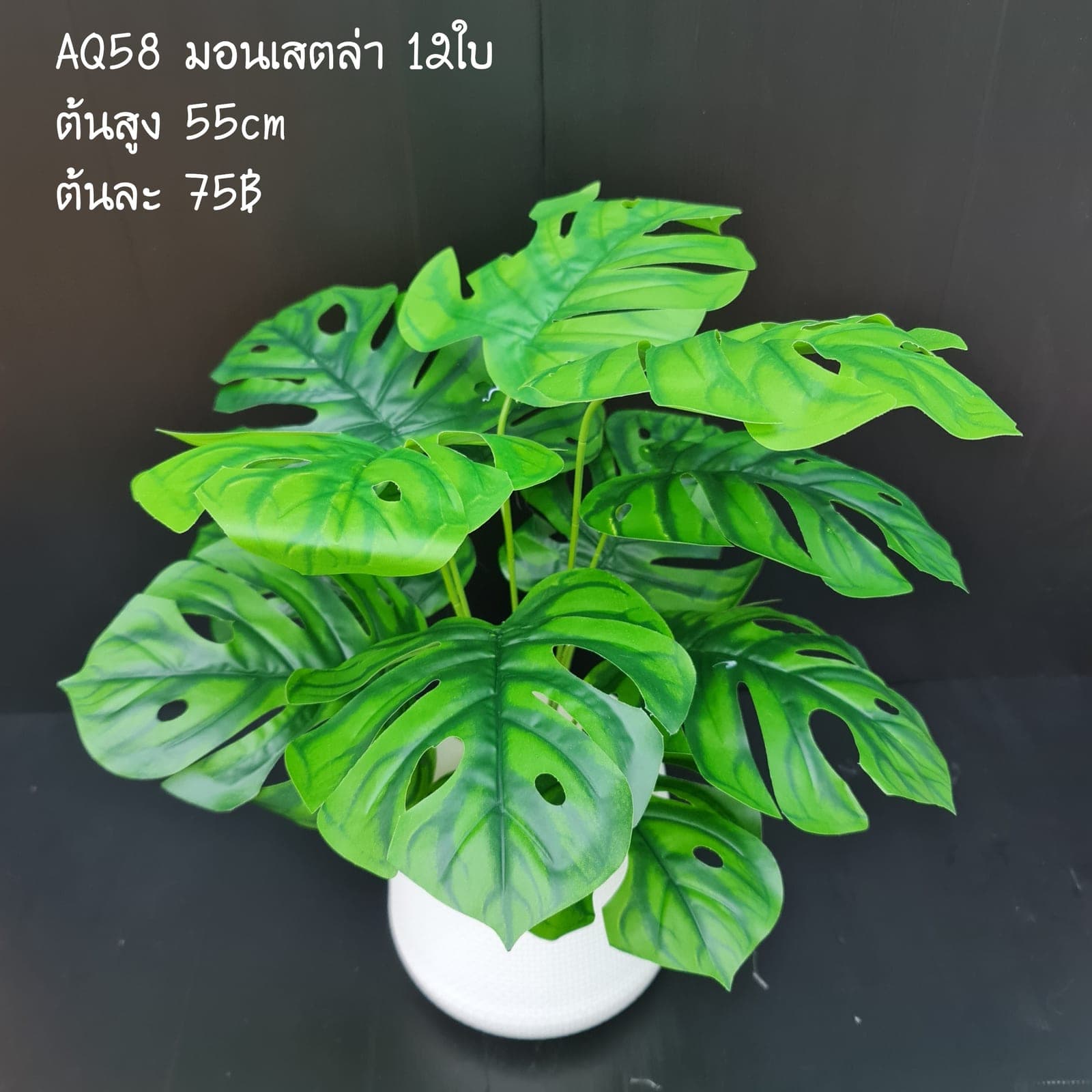 มอนสเตล่า (AQ58), ต้นไม้กระถาง — ฟอร์มสมบูรณ์พร้อมจัดวางในกระถางหรือมุมห้อง