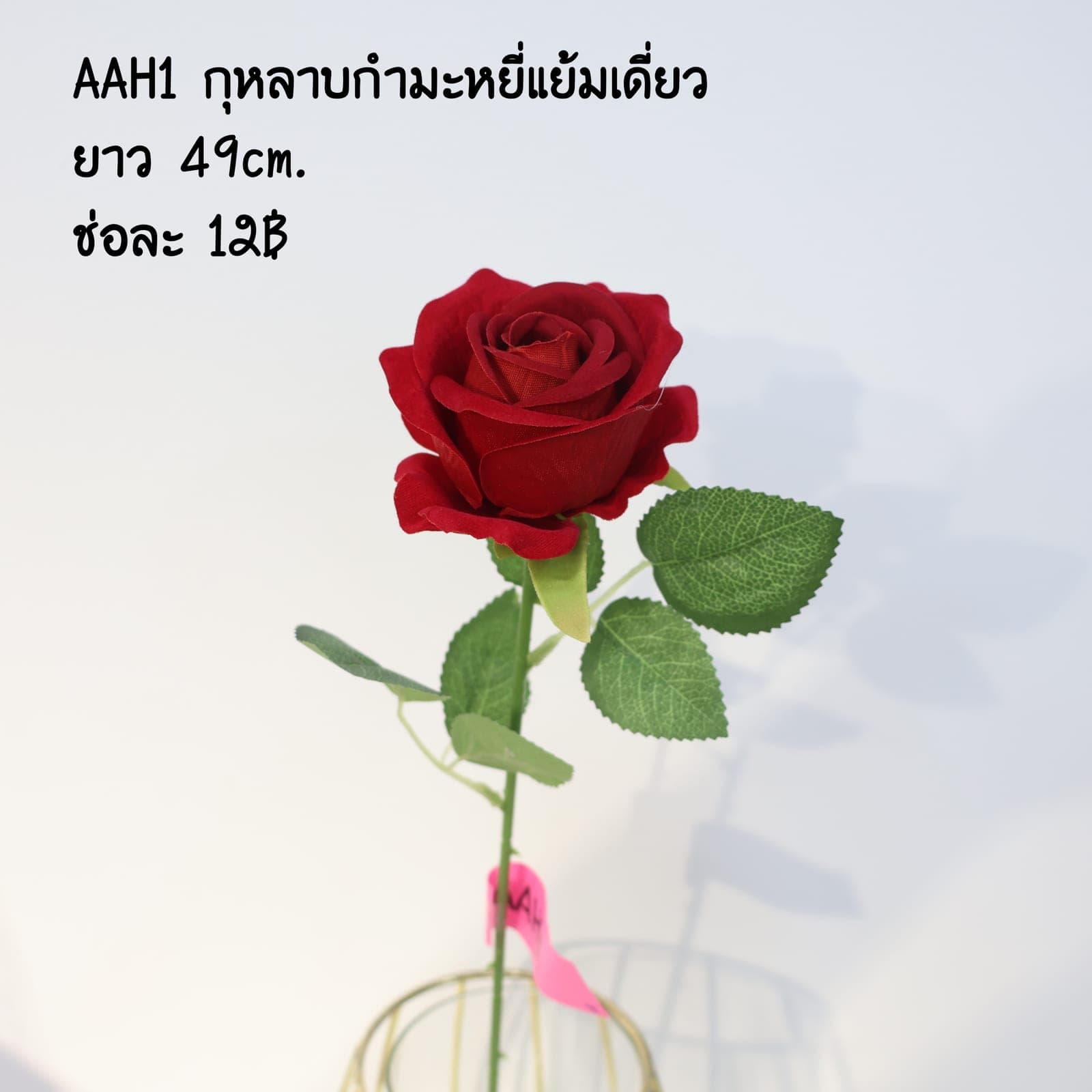 กุหลาบกำมะหยี่แย้มเดี่ยว (AAH01), ก้านเดี่ยวกุหลาบ — สีกลีบเป็นชั้นไล่โทนจากใจกลางสู่ขอบนอก