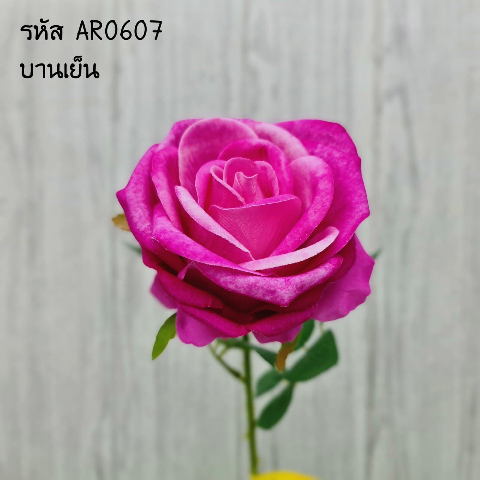กุหลาบเดี่ยว (AR06), ก้านเดี่ยวกุหลาบ — กลีบกำมะหยี่พับซ้อนกันเป็นชั้นเปิดอ่อนละมุน