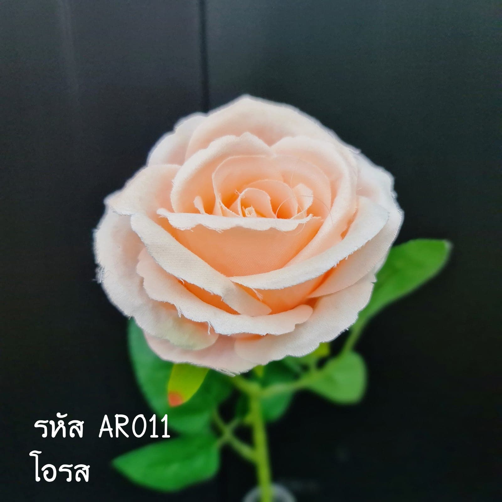 กุหลาบเดี่ยว (AR1), ก้านเดี่ยวกุหลาบ — ดอกแน่น ก้านแข็งแรง ทรงเปิดได้สวยทุกมุม