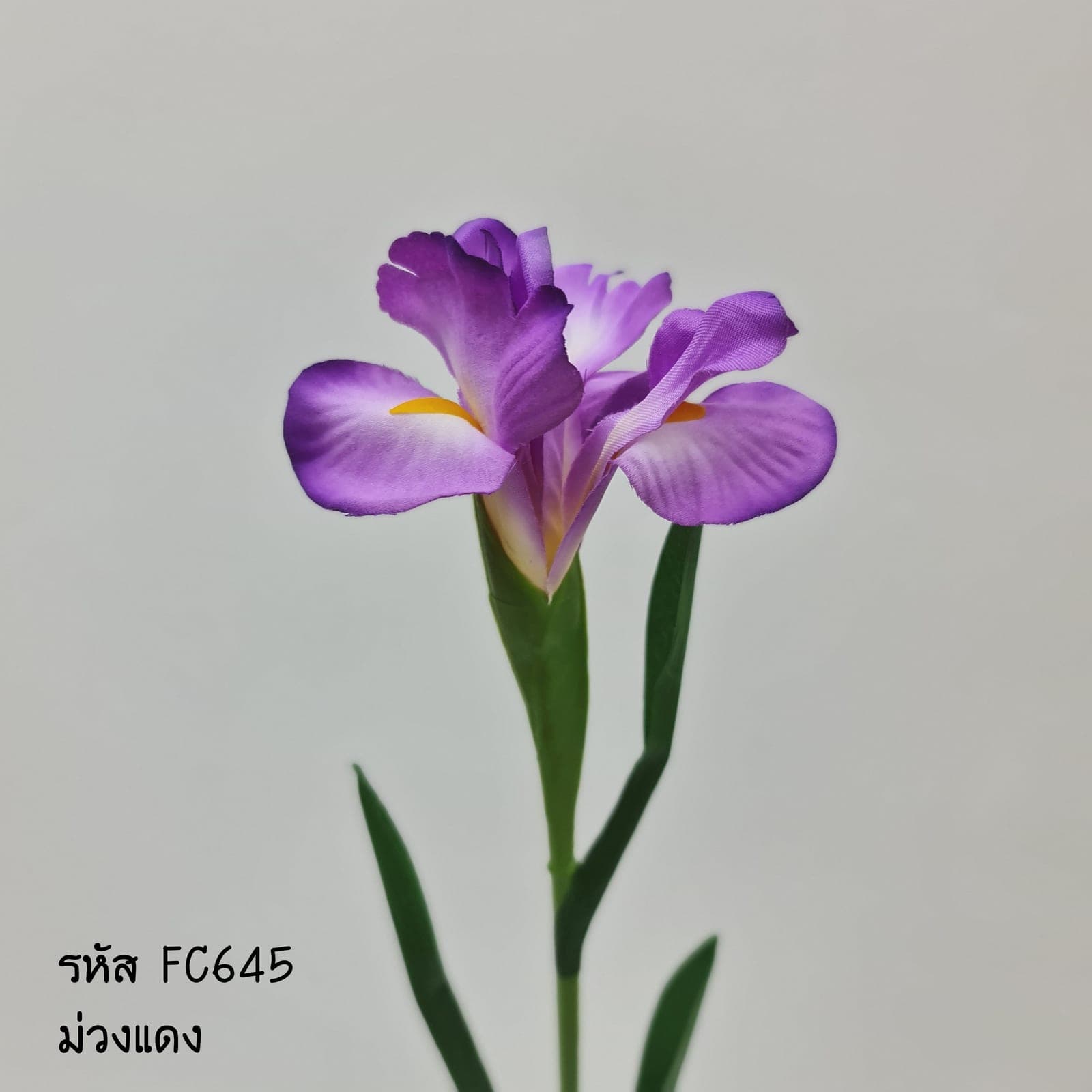 ไอริส (X51DOAF), ไอริส — กลีบเปิดเป็นปีกและก้านสูง ให้เส้นสายเฉียบคม