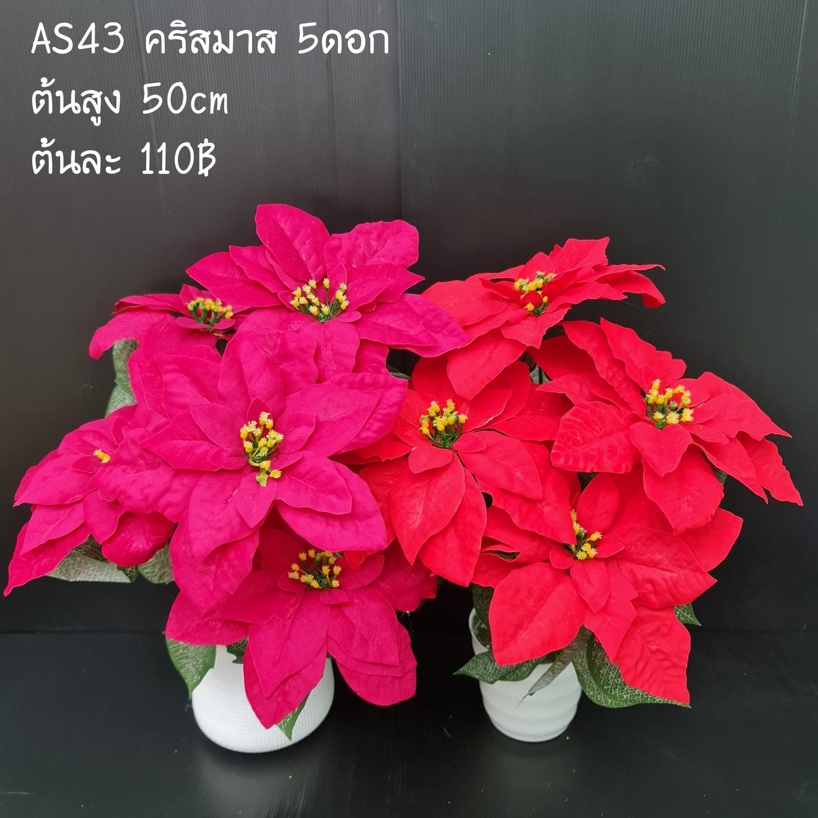 คริสมาส5ดอก (AS43), Sculptural single stem (5 blooms) — a tall stem with a defined silhouette built to anchor a tall vessel.