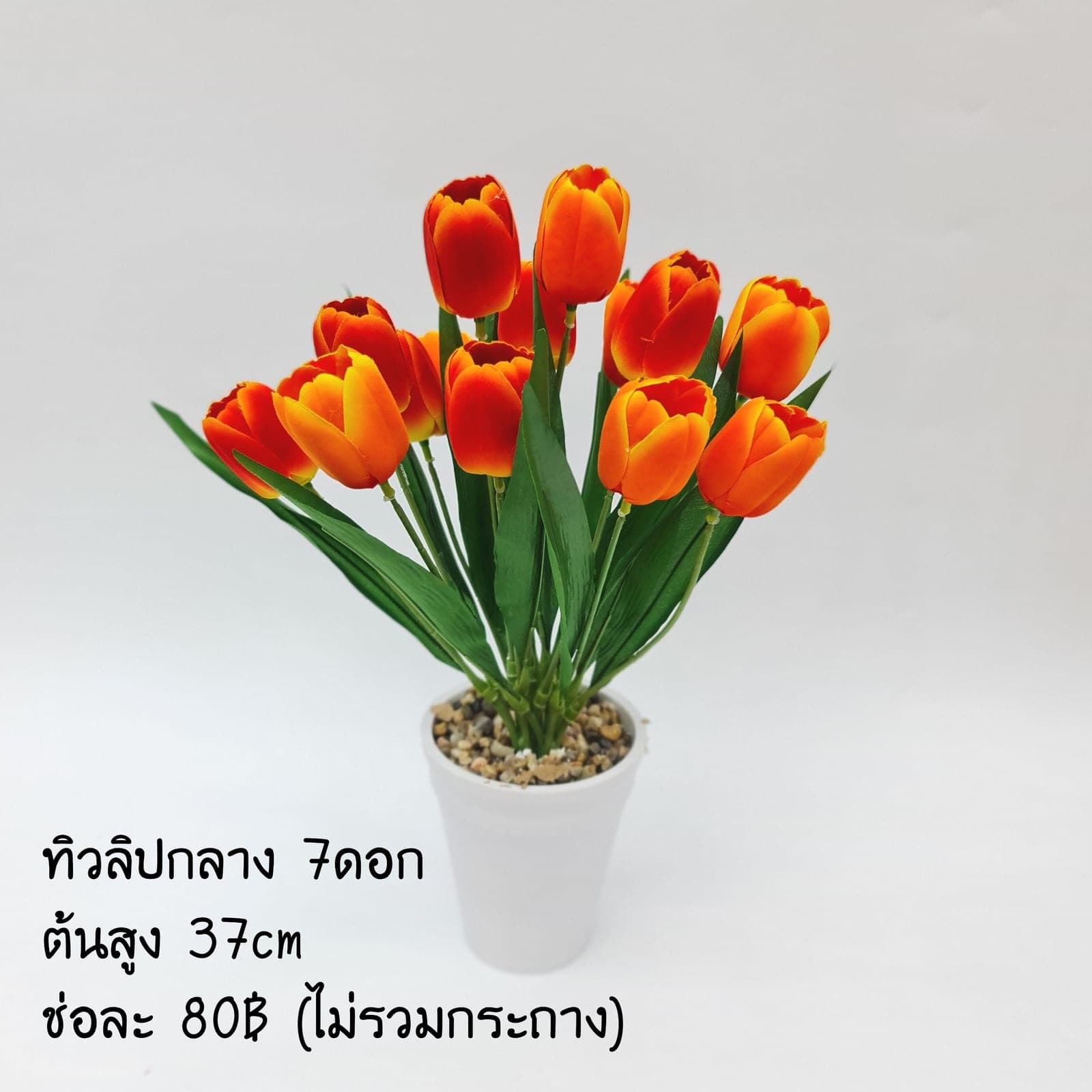ทิวลิปกลาง (XCQ7J1M), ทิวลิป — กลีบนุ่มและพลิ้ว สะท้อนแสงให้ละมุนตา