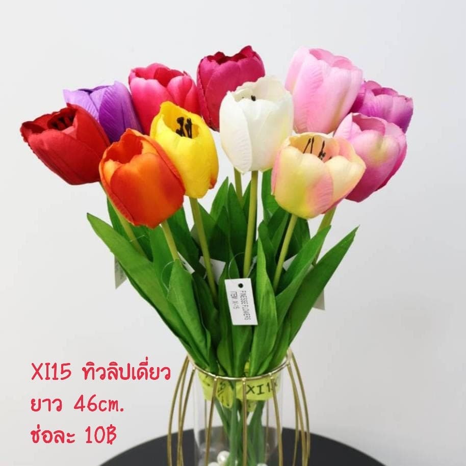 ทิวลิปเดี่ยว (XI15), ก้านเดี่ยวทิวลิป — กลีบนุ่มและพลิ้ว สะท้อนแสงให้ละมุนตา